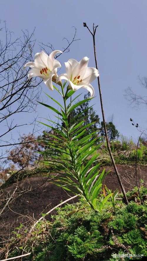 桃源深处有人家百合花配色方案及技巧探讨